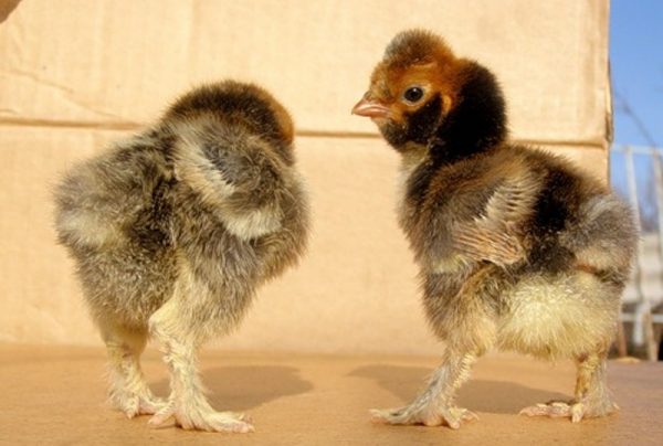  Pavlovsk Hühner
