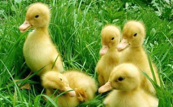 Peking Duck Chicks