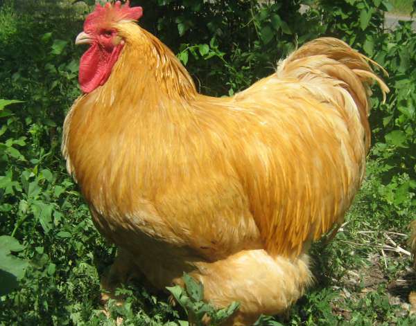  Κοτόπουλο Κοχινκίν