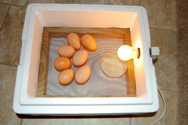  Polystyrene अंडे इनक्यूबेटर