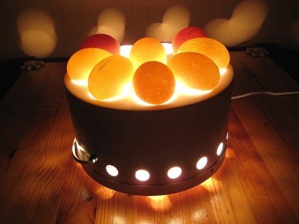  계란이 ovoskop에 빛난다.