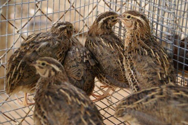  Quail in a cage