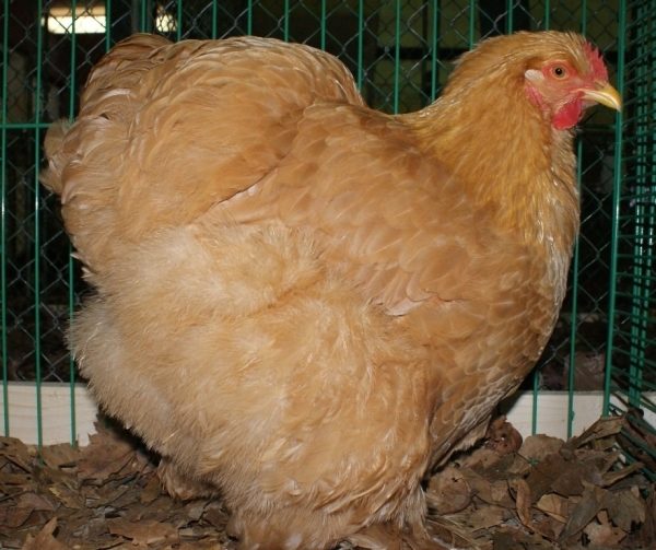  Κίτρινο κοτόπουλο φυλής Kokhinkhin