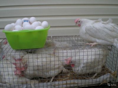  Λευκά όρνιθρα κοτόπουλα σε κλουβιά και λευκά αυγά σε ένα μπολ