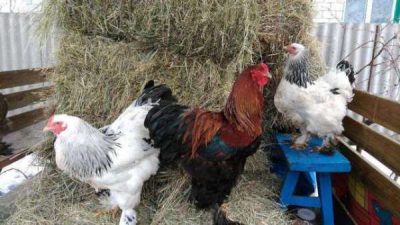  пилетата се носят на сено