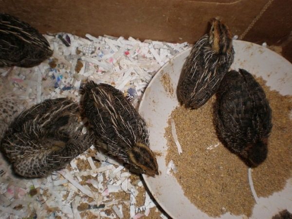  Quail chicks eat