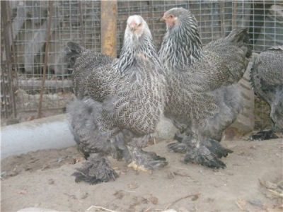 gray poultry breeds over the net