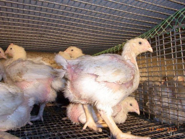  Κοτόπουλα κρεατοπαραγωγής σε κλουβί