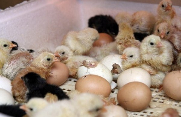  τα κοτόπουλα εκκολαφθούν από αυγά