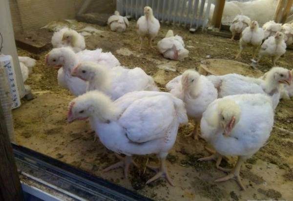  Κοτόπουλα κρεατοπαραγωγής με φτέρωμα