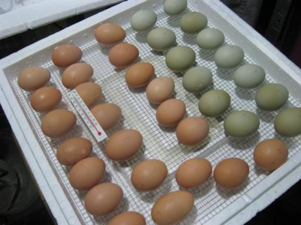  Huevos de gallina para incubación.