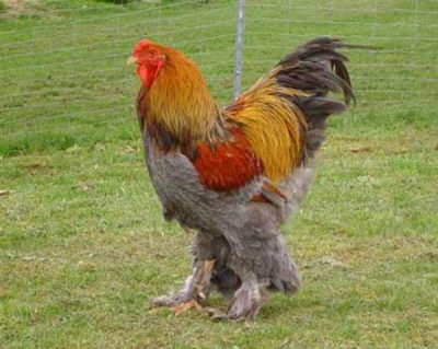  brama ayam yang berwarna-warni