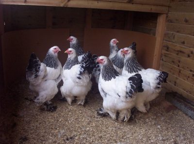  Poultry Breeding Chickens