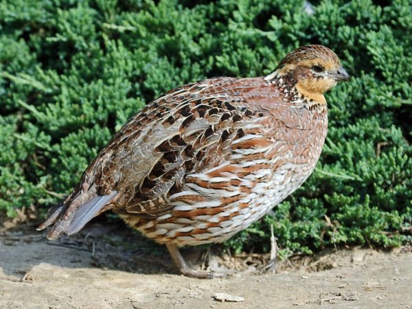  Virgin quail