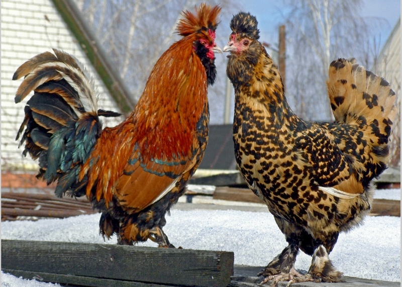  galinhas da raça pavlovsk