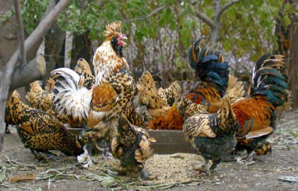  Erscheinung der Hühner und Hähne der Pavlovsk-Rasse