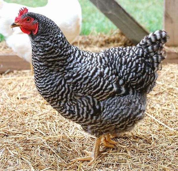  Ras dominerande kycklingar