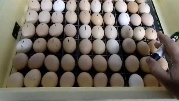  poniendo huevos en la incubadora