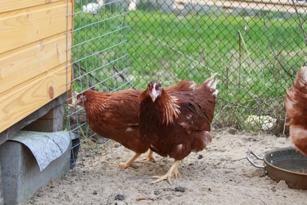  κοτόπουλο σε ένα κλουβί