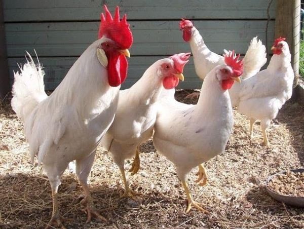  Κόκορας και λευκά κοτόπουλα leggorn