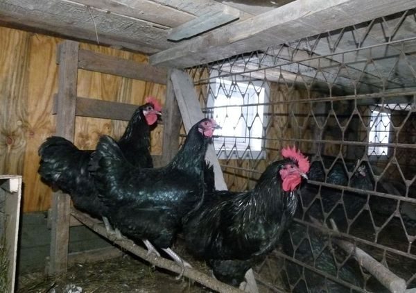  Hühner in einem Käfig