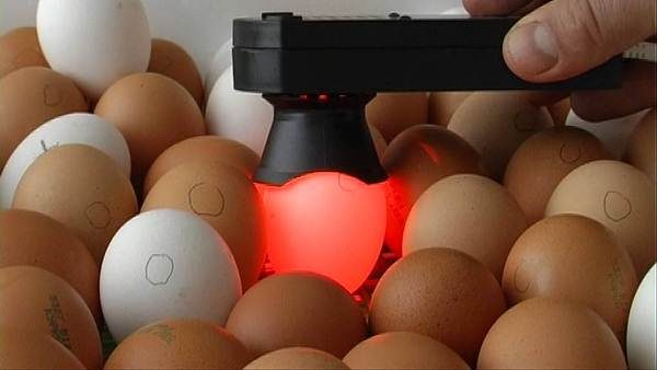  एक इनक्यूबेटर में अंडे की ओवोस्कोपी