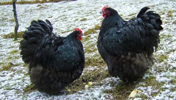  Black Orpington Hens