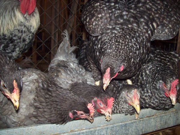  Hühner füttern