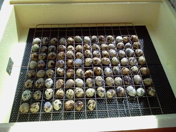  Telur puyuh di dalam inkubator