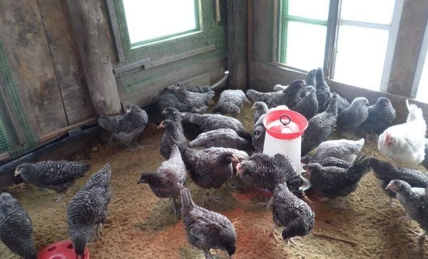  Hühnerhaltung im Hühnerstall