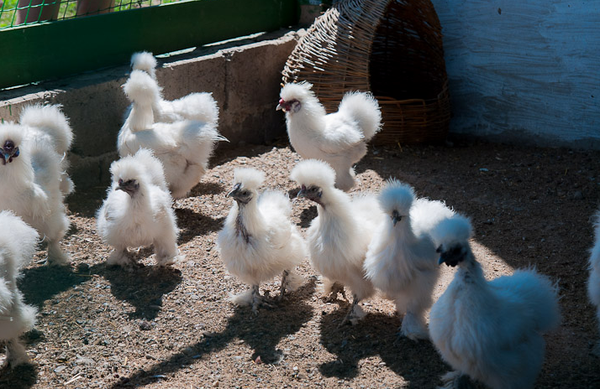 Hühner von chinesischen Seidenhühnern