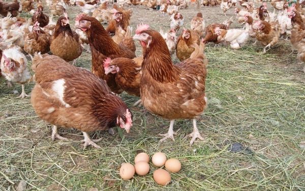  producția de ouă