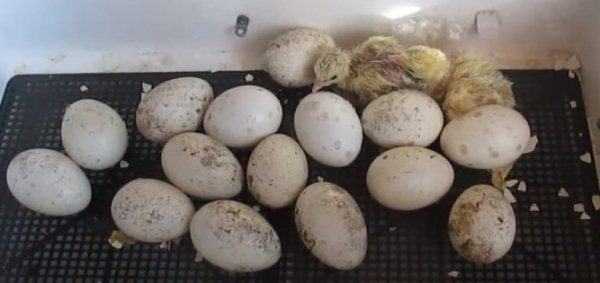  Incubadora de Ovos de Peru