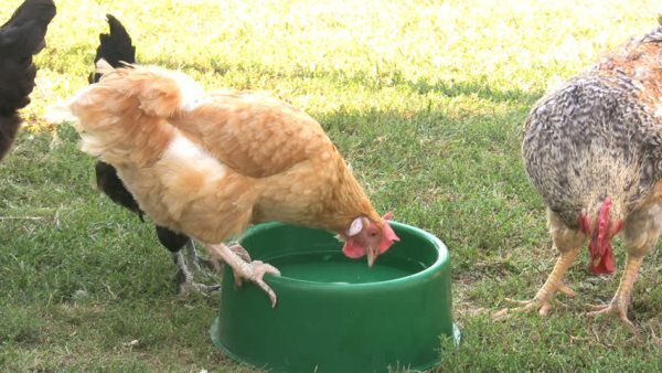  Chickens drink from drinking bowls