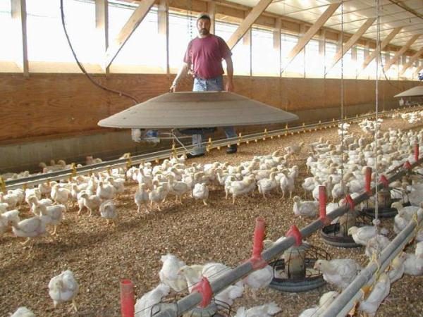  Kyckling gård