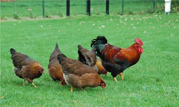 Hühner auf der Flucht