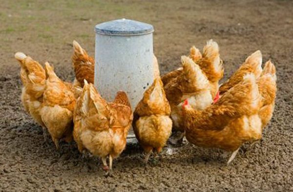  Verbotene Hühnerlegungsmethoden