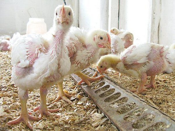  Ασθένειες κοτόπουλων κρεατοπαραγωγής