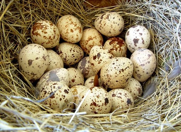  quail ägg inkubation