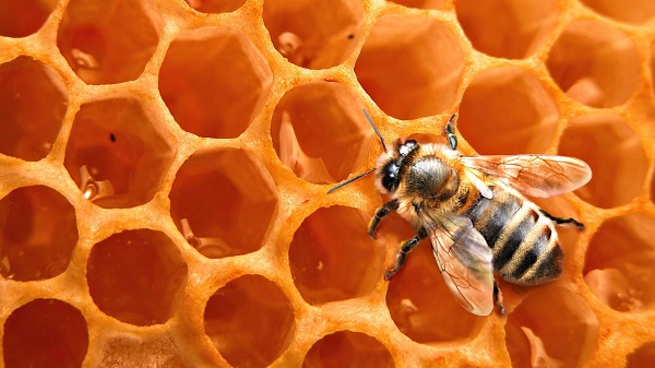  cera de abelha