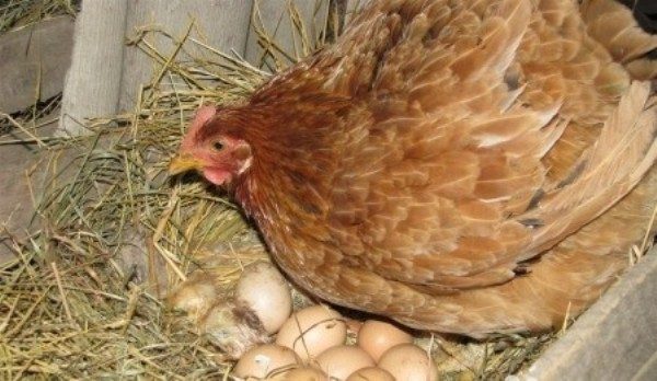 Κοτόπουλο για τα αυγά
