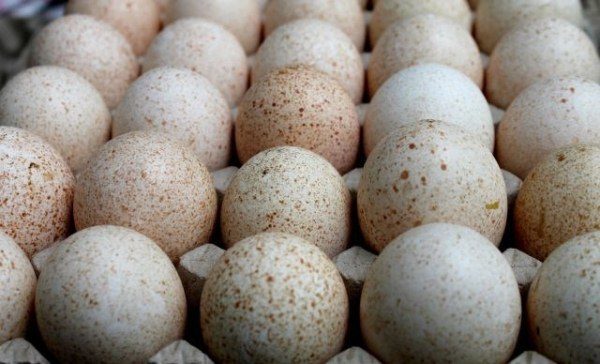  Turcia ouă