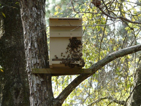  Capcana pentru albinele cu insecte zburatoare