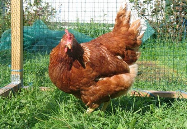 मुर्गी redbro