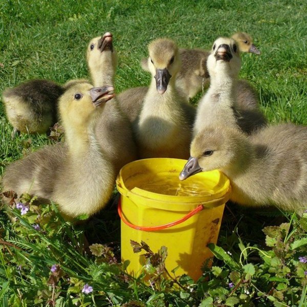  Goslings minum air