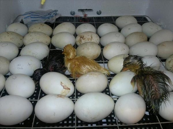  Primele pui în incubator.