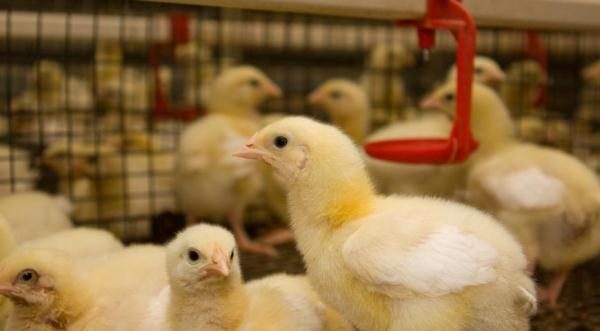  Broiler Hühner in Käfigen