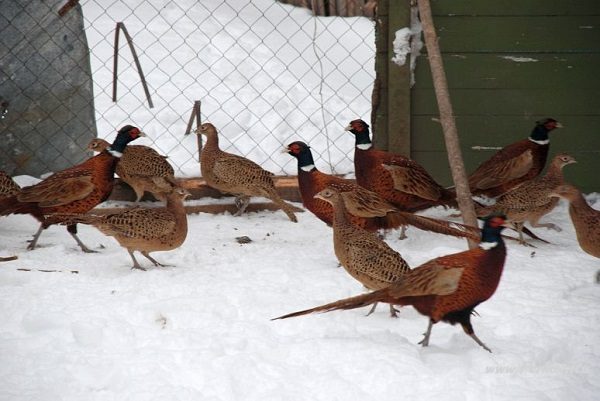  pheasants in winter