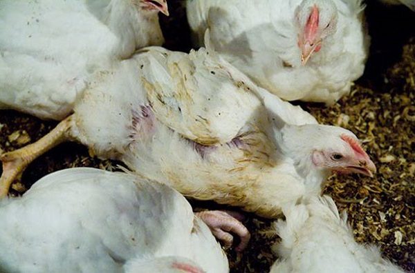  Μόλυνση κοτόπουλων κοτόπουλων με γρίπη των πτηνών