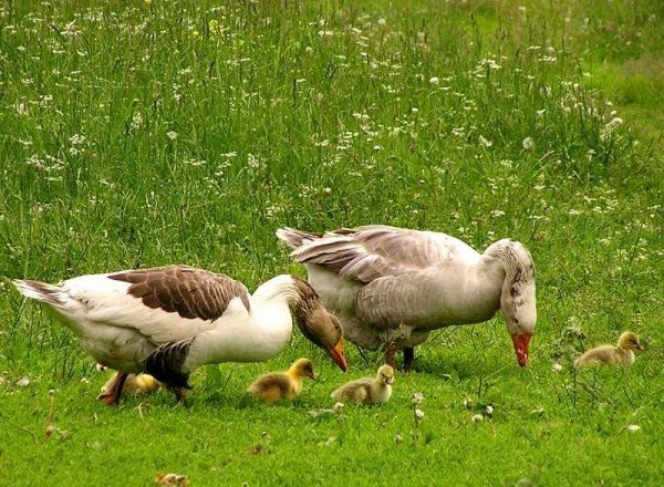  Feeding goslings